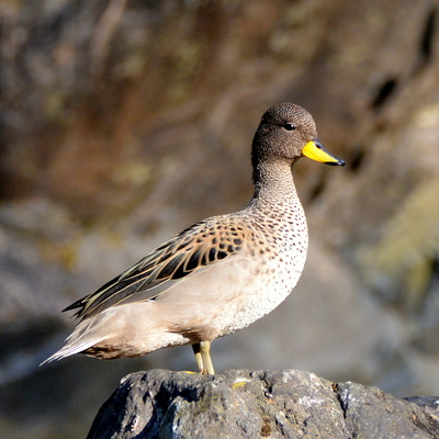 Yellow-Billed Pintail (2)